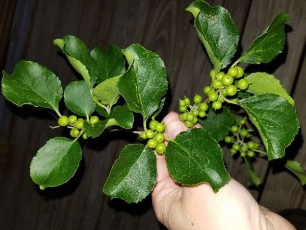 Colubrina 3