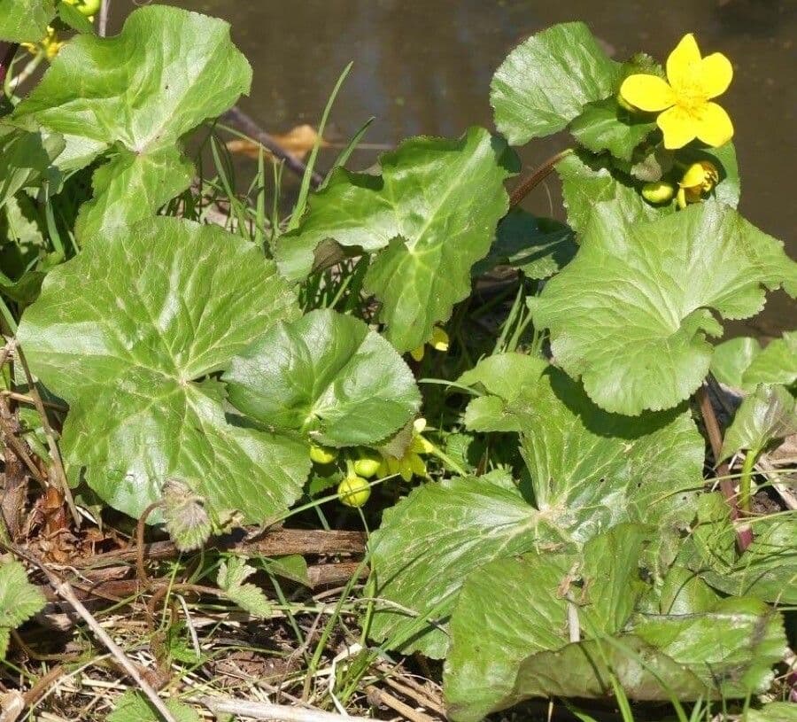 Calta palustre 11