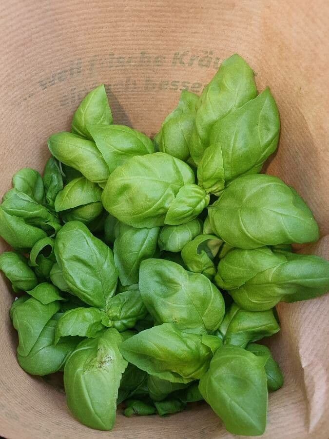 Basilic 16