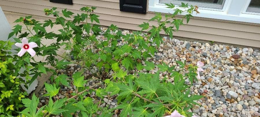 Hibiscus grandiflorus 10