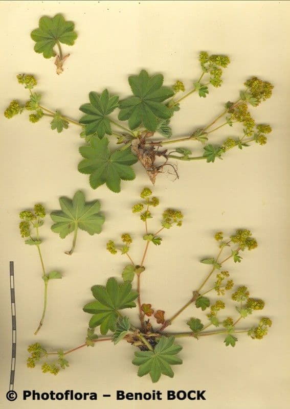 Alchemilla pelosa 16
