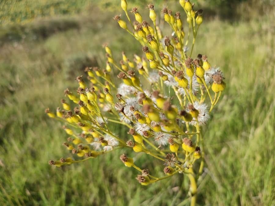 Senecio