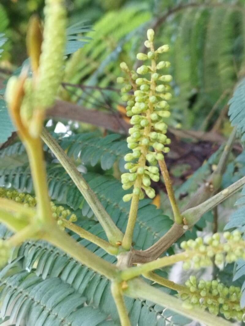 Albizia australiana 8