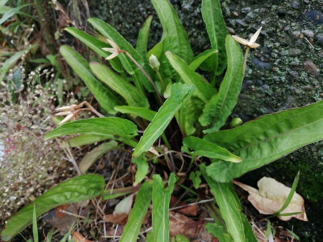 Viola sagittata 13