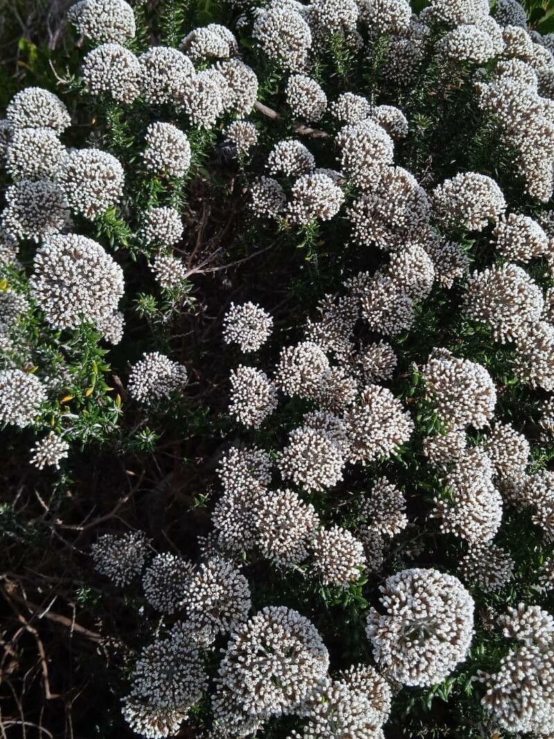 Ozothamnus 2