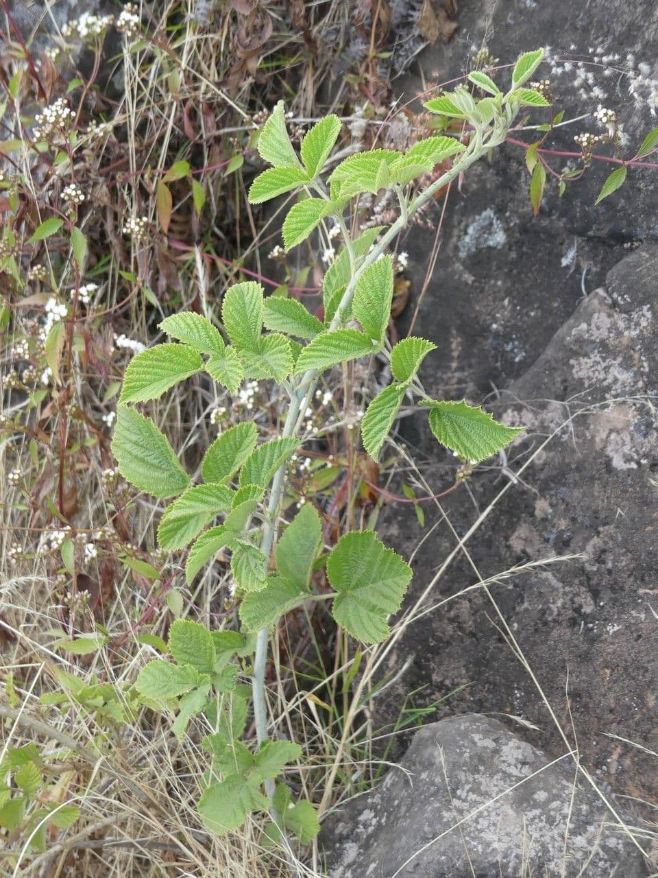 Rubus apetalus 7