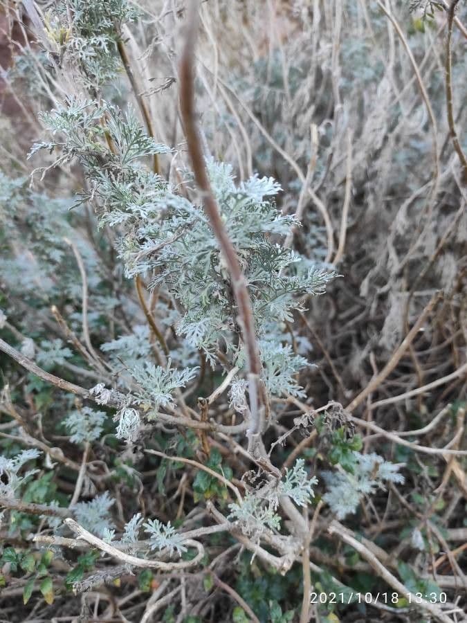 Weiße Artemisia 20