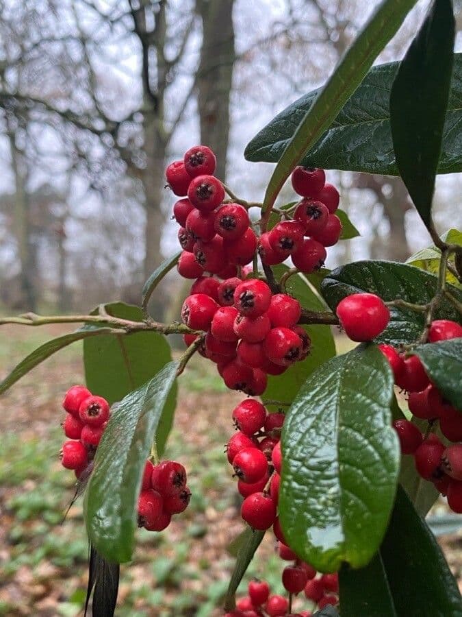 Cotoneaster 2
