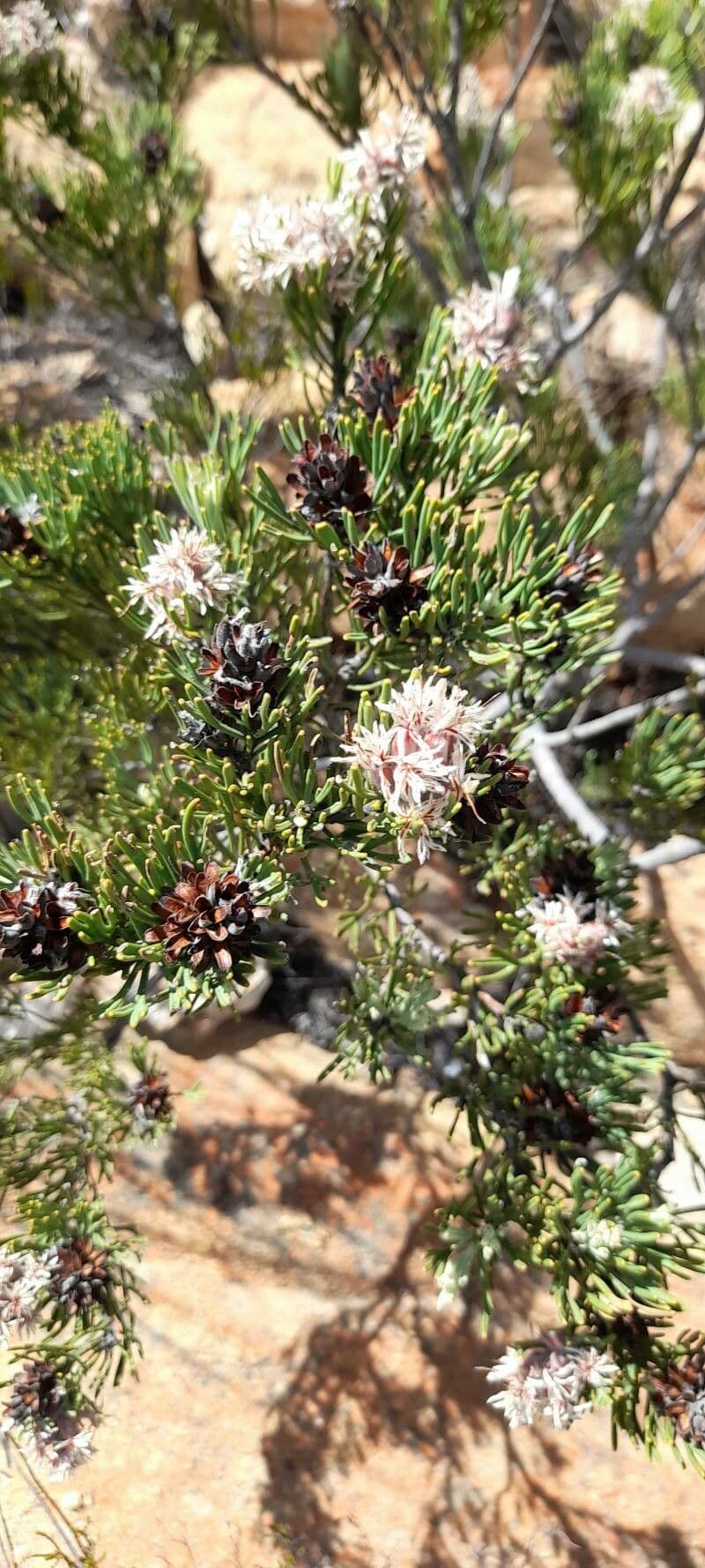 Darwinia 2
