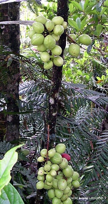 Acropogon 5