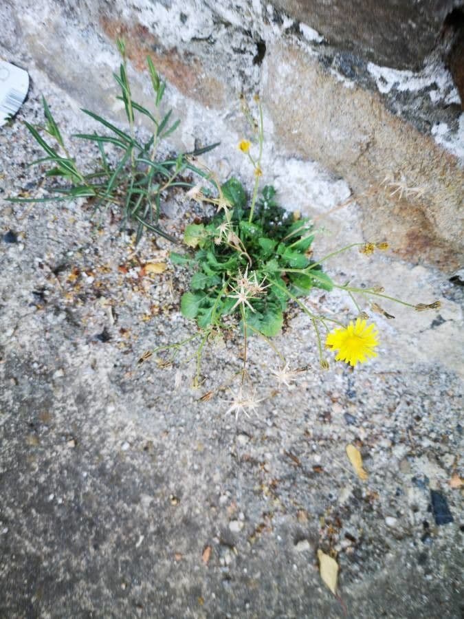 Crepis 13