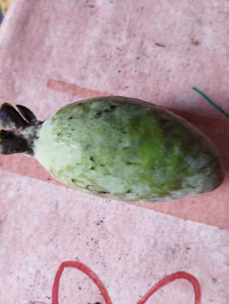 Feijoa 4