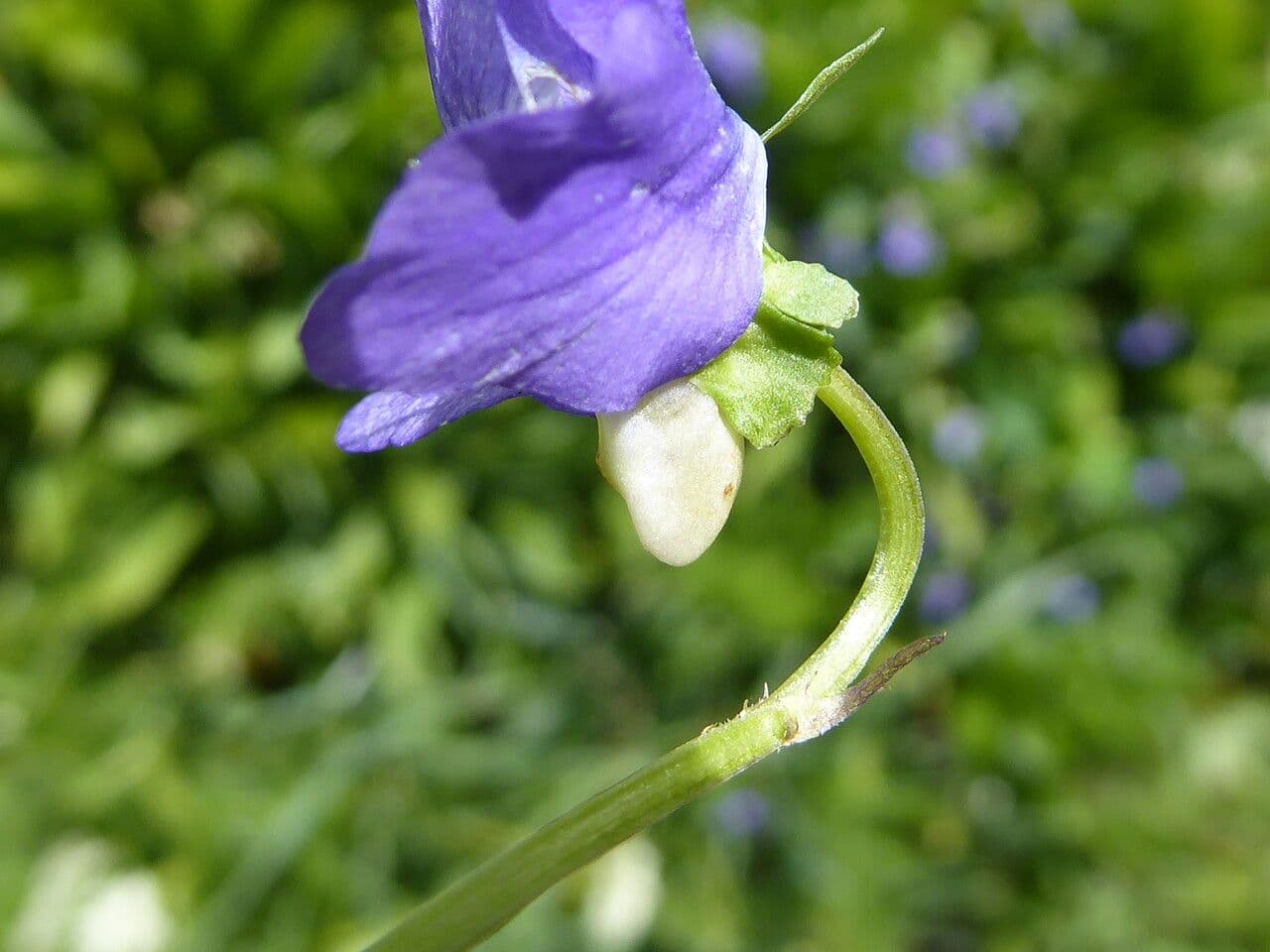 Viola di Rivinus 25