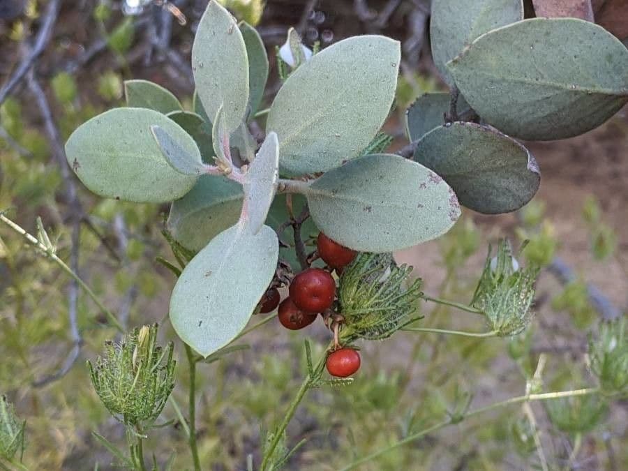 Arctostaphylos 2