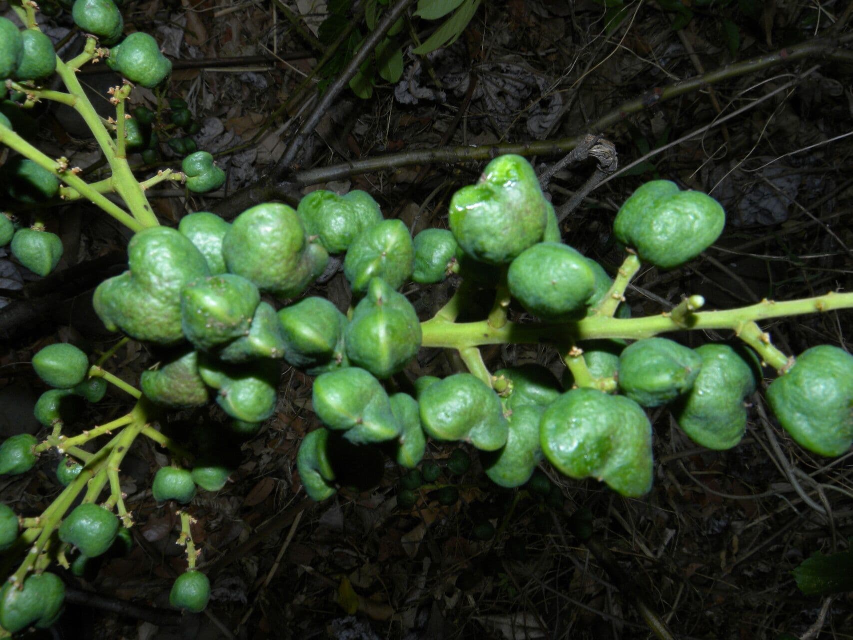 Dilodendron 4