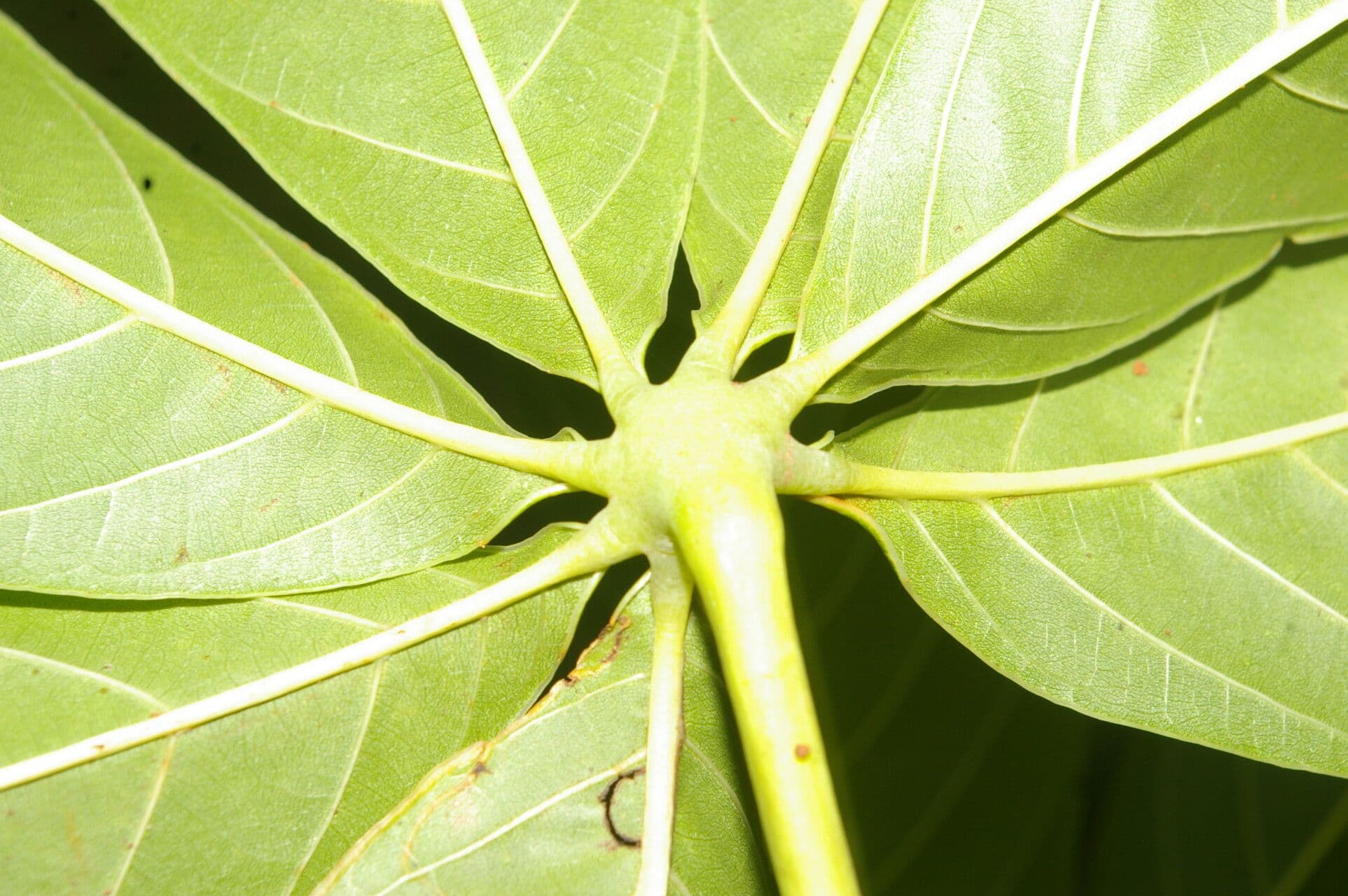 Siebenlappiger Pseudobombax 3
