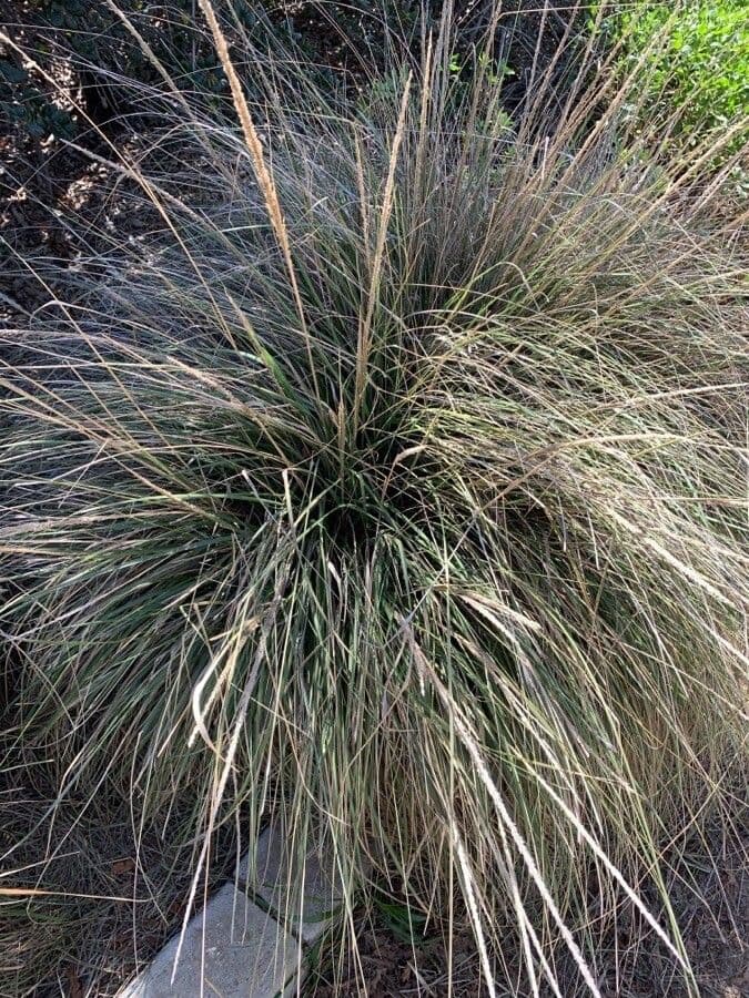 Muhlenbergia rigens 9