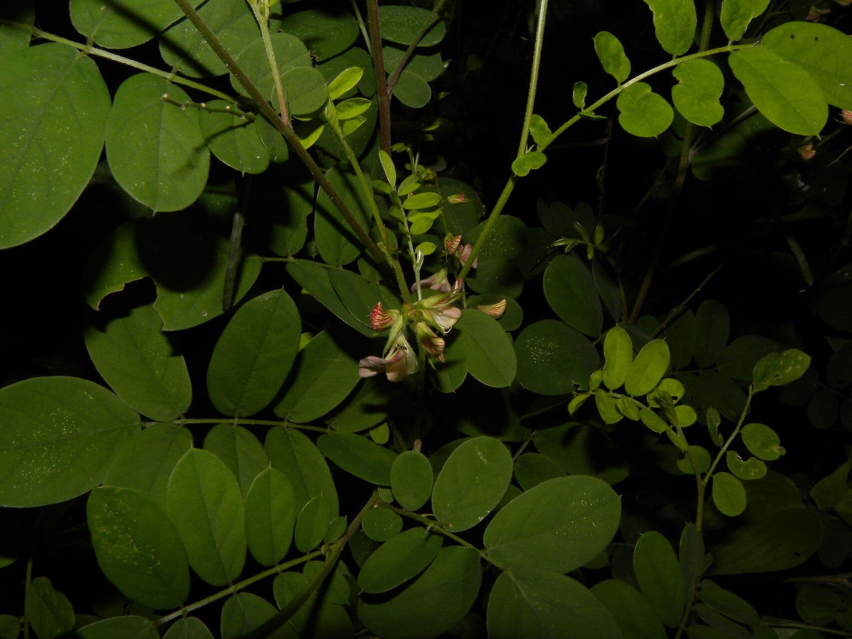 Coursetia caribaea 4