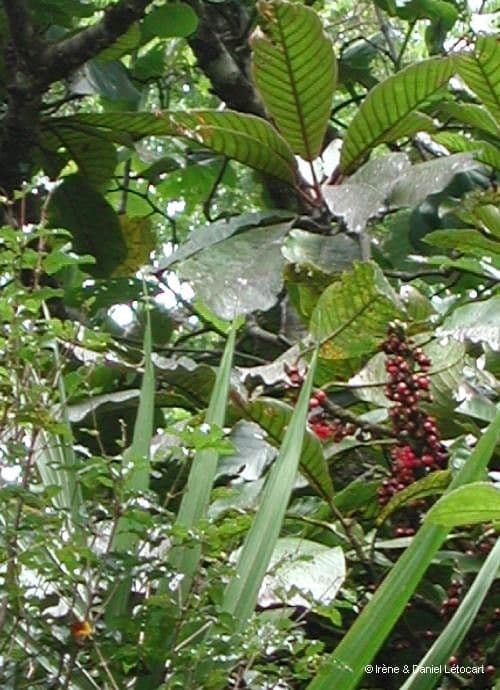 Pycnandra 10