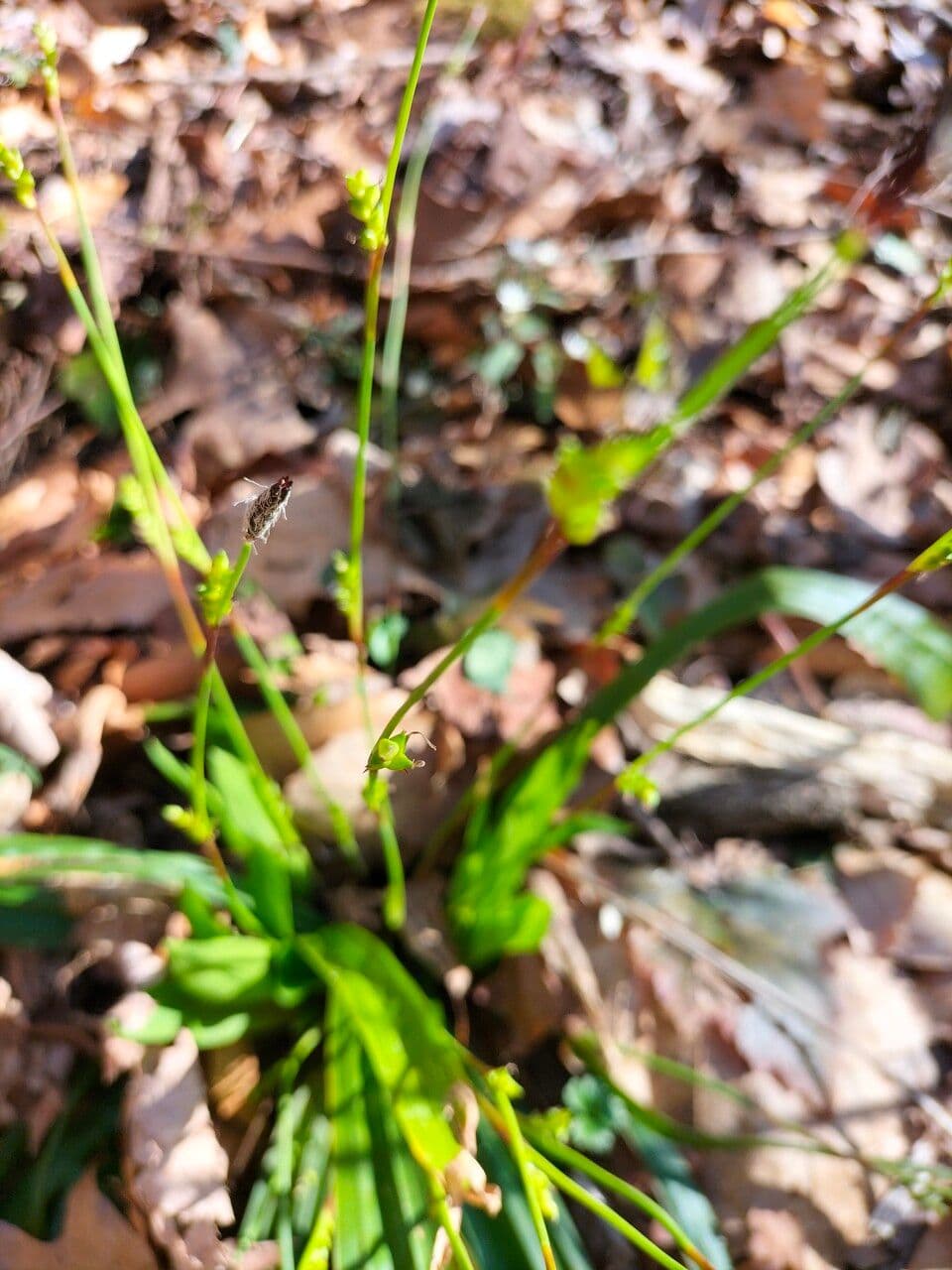 Plantainleaf sedge 16