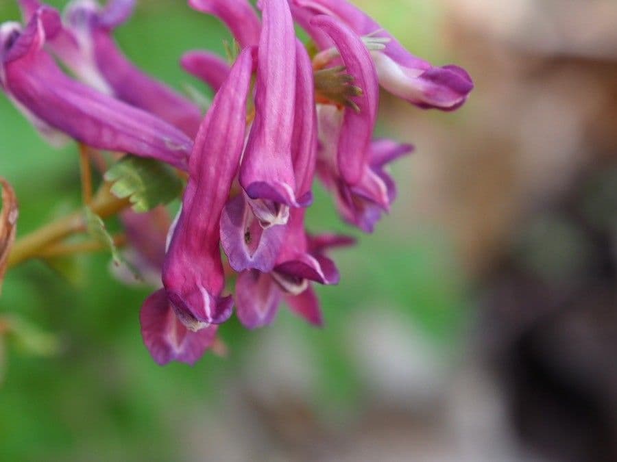 Colombina intermedia 7