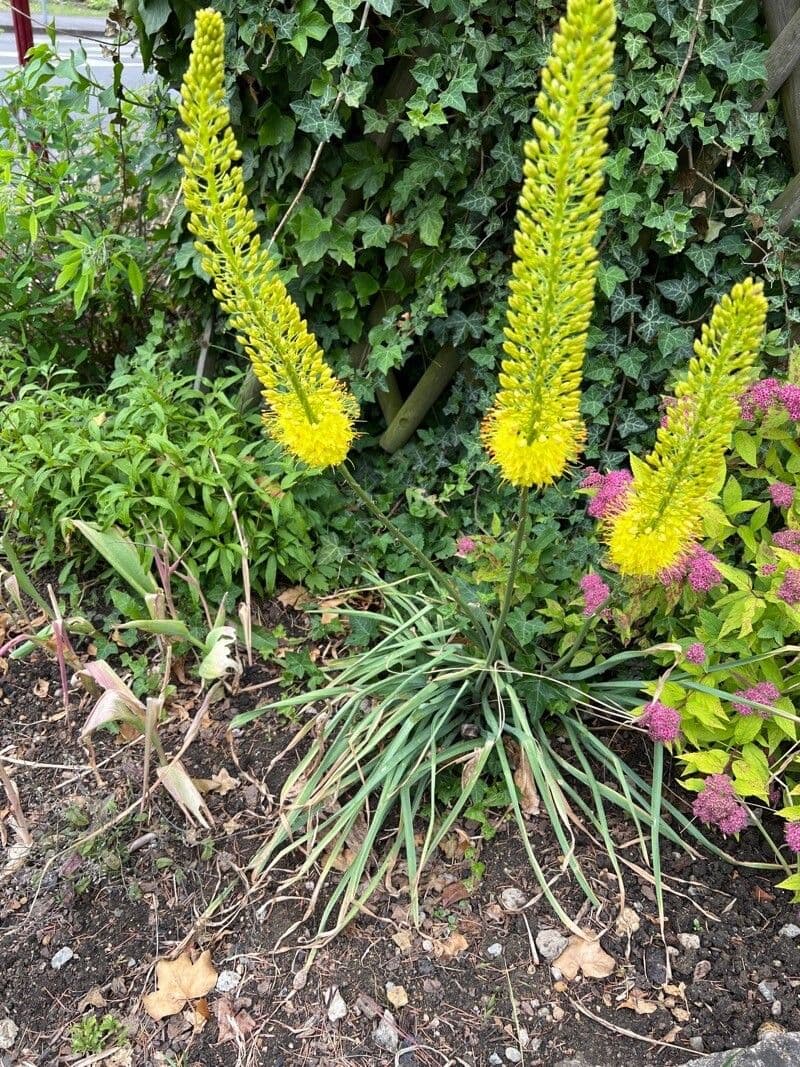 Eremurus 7