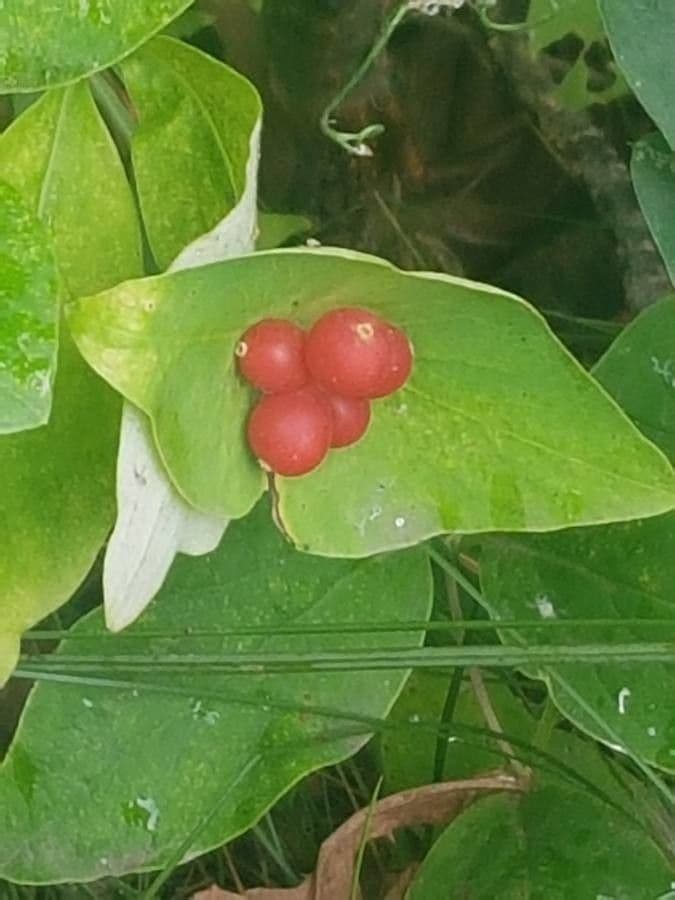 Caprifoglio dioico 3