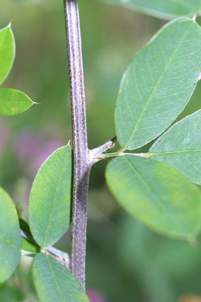 Lespedeza bicolore 22
