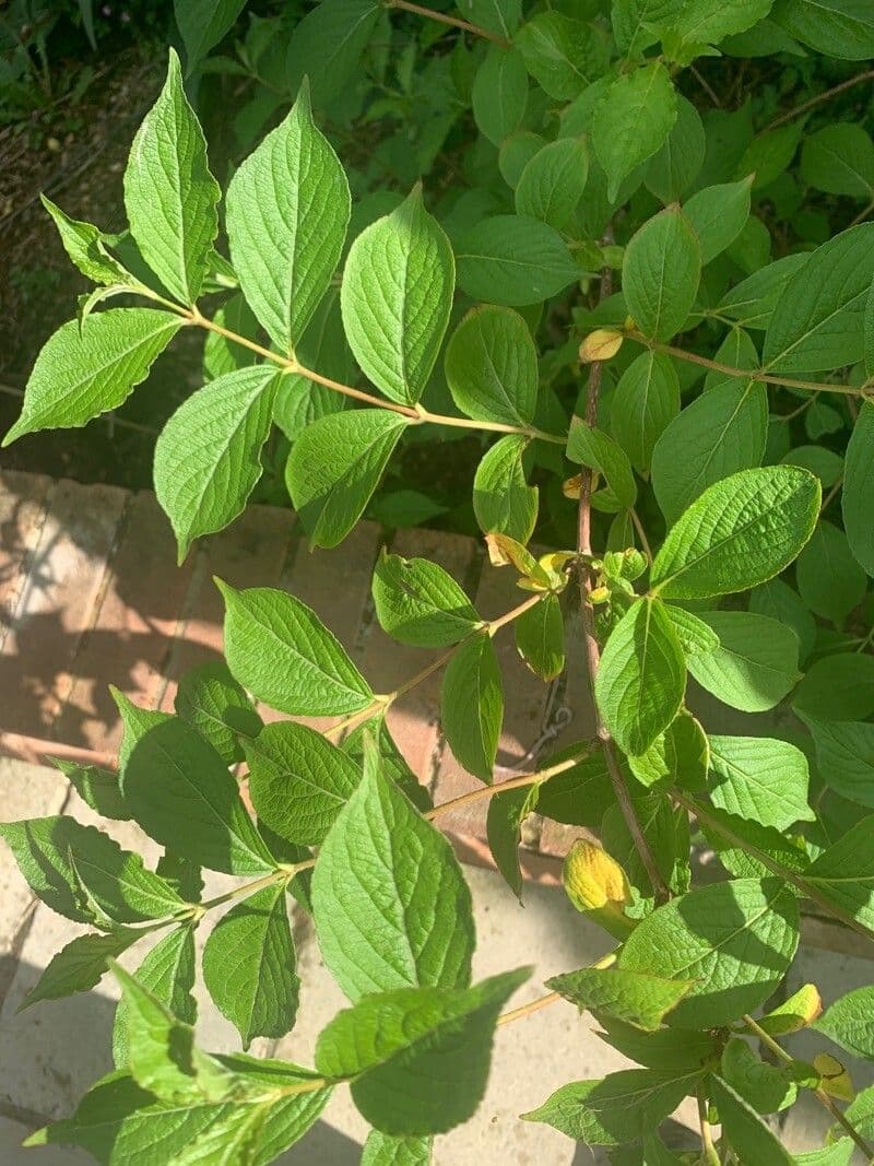 Pachysandra plstnatá 10