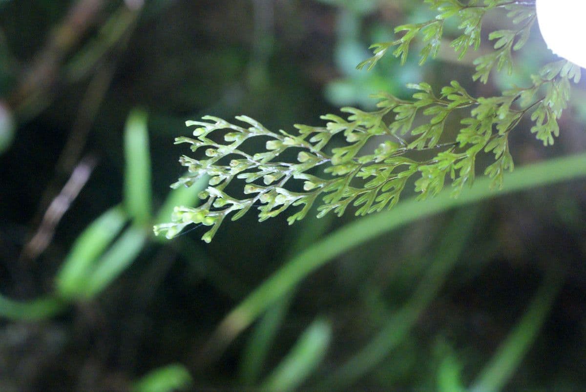 Hymenophyllum 3