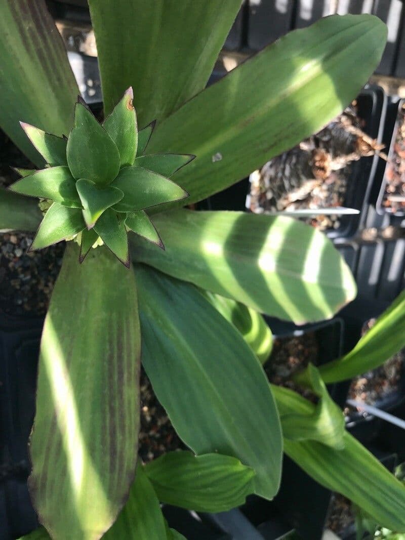 Eucomis 3