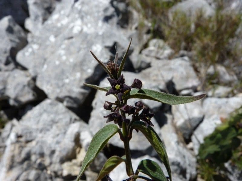 Cykuta 27