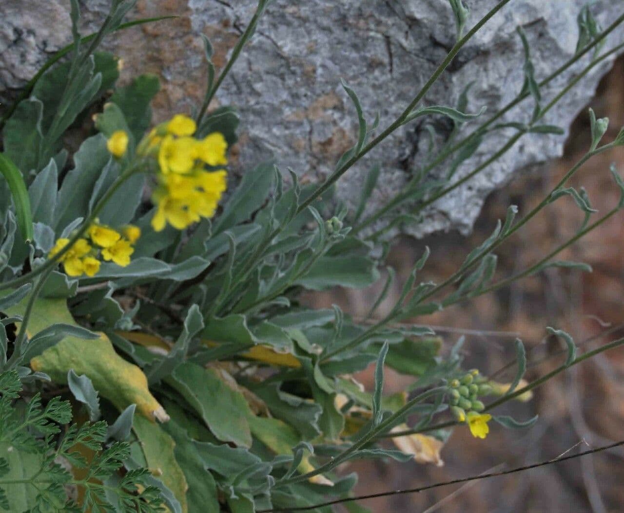 Aurinia 11
