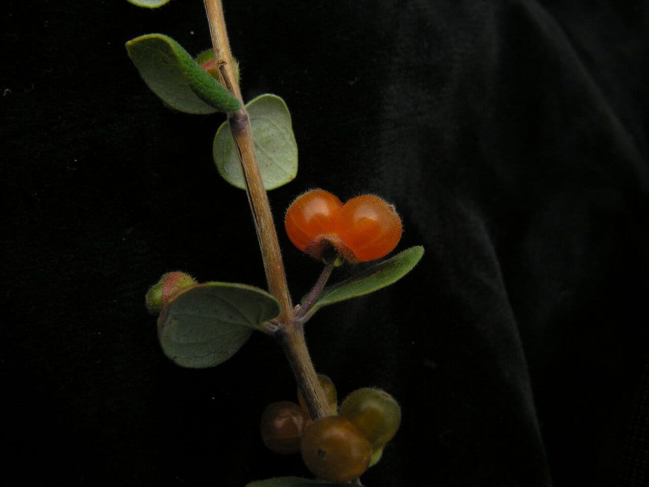 Caprifoglio 5
