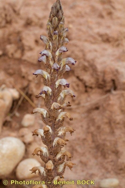 Australian broomrape
