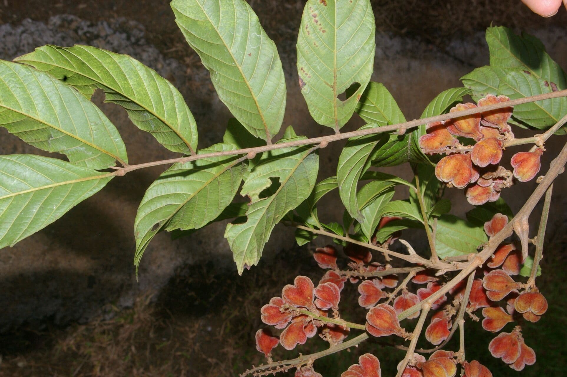 Cupania scrobiculata 6
