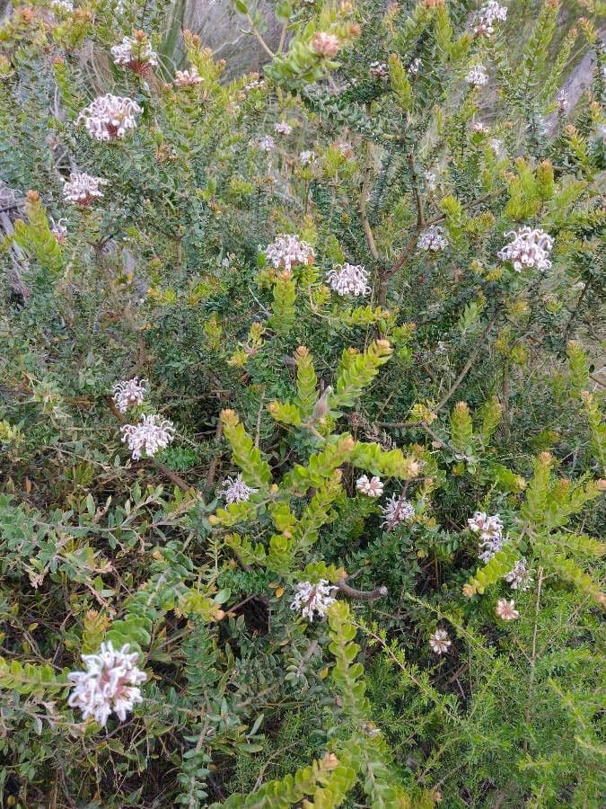 Graue Grevillea 8