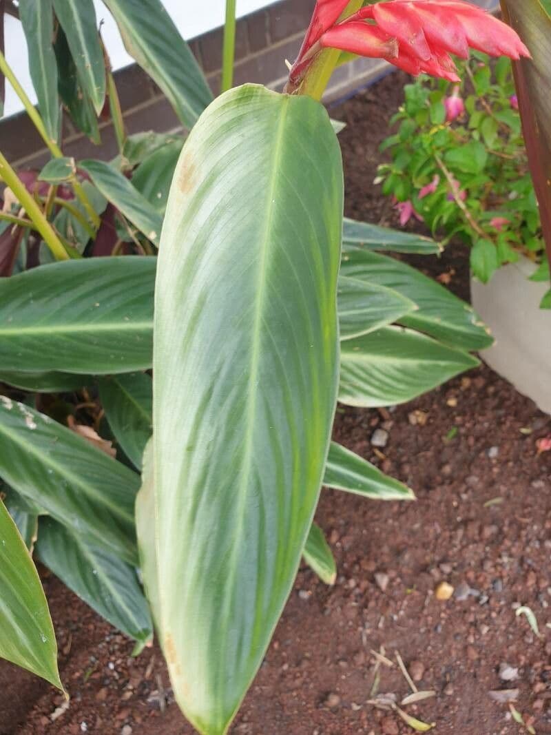 Ctenanthe 9