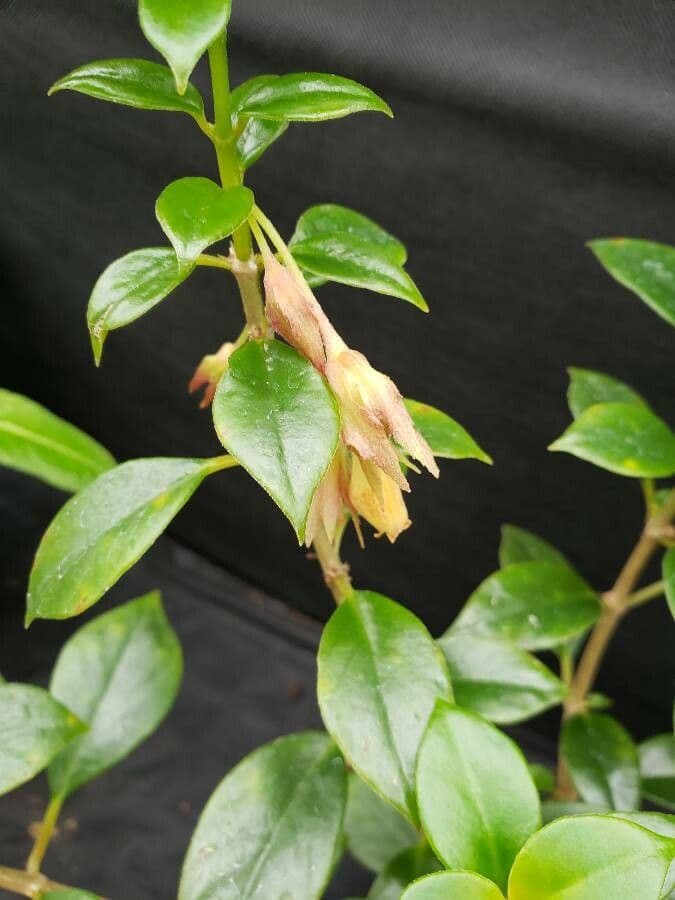 Nematanthus 2
