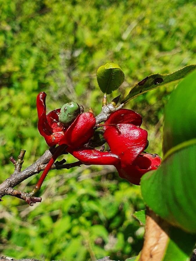 Ochna 2
