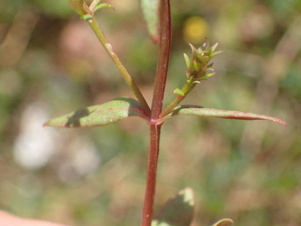 Neurotheca 8