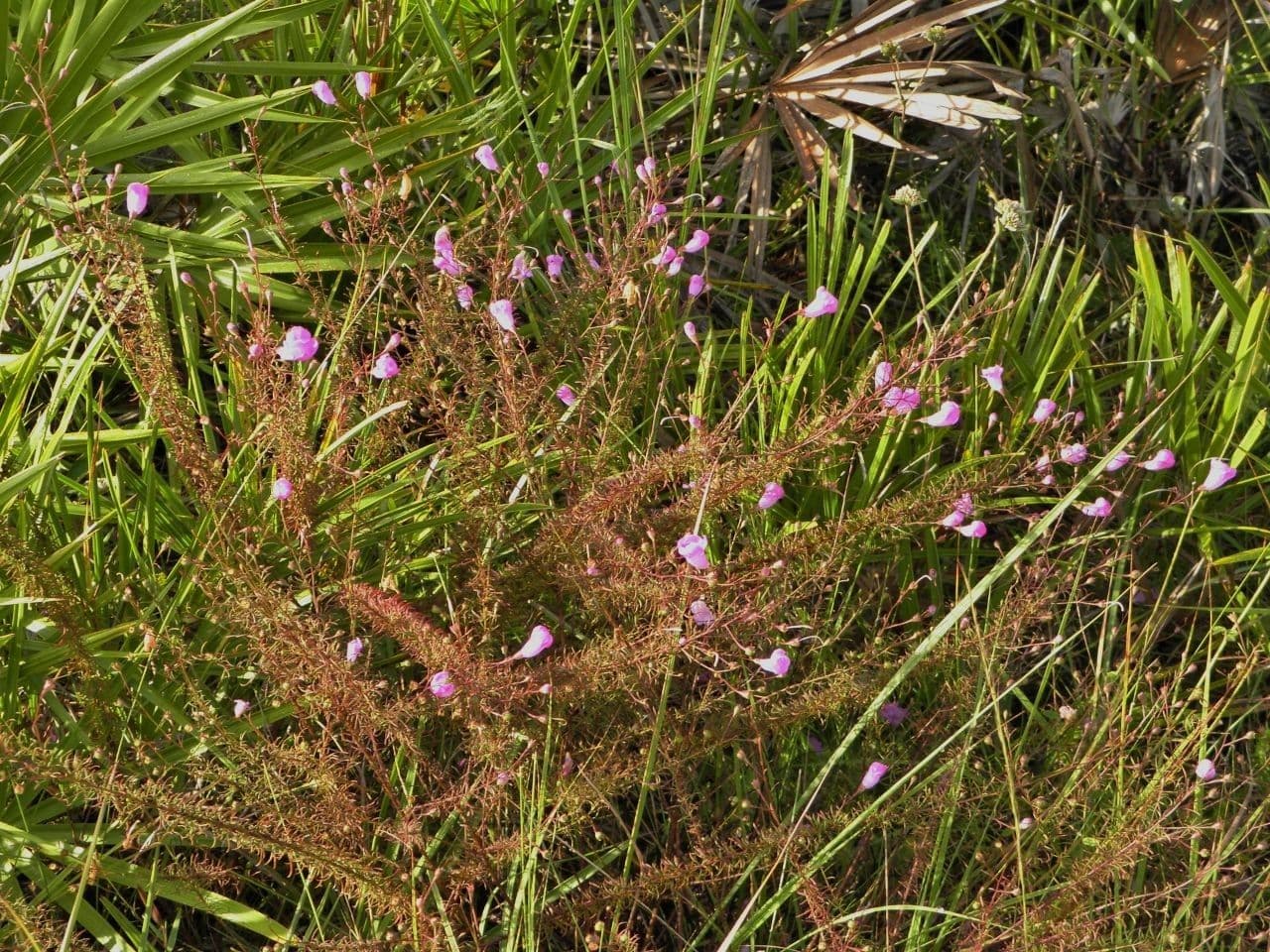 Falsche Fuchsienkraut 2