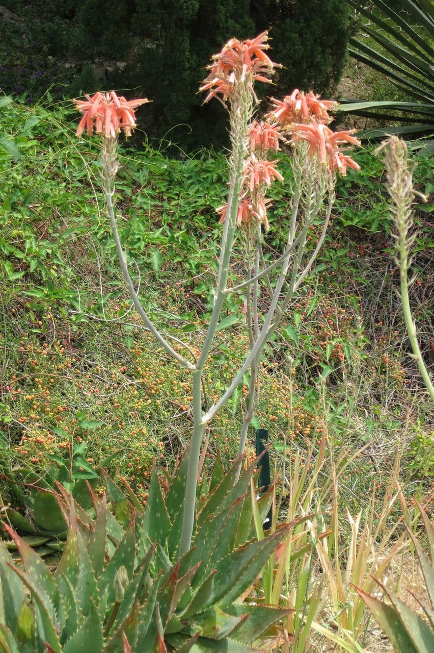 Aloe 17