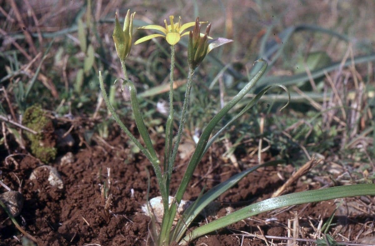 Gagea bohemica 12