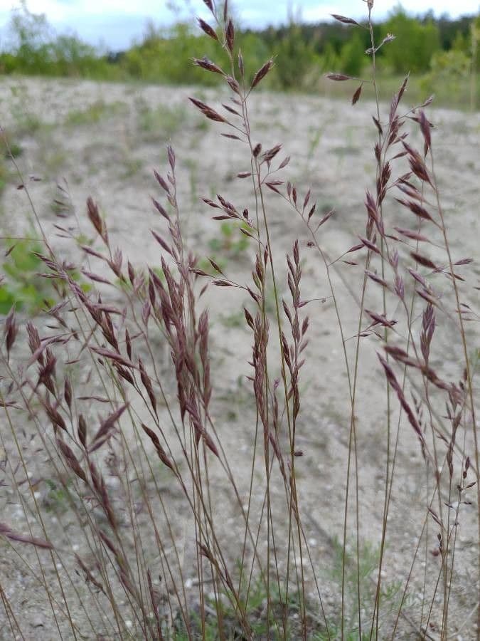 Alpen-Schmiele 3