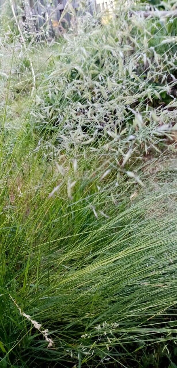 Eragrostis di Barrelier 19