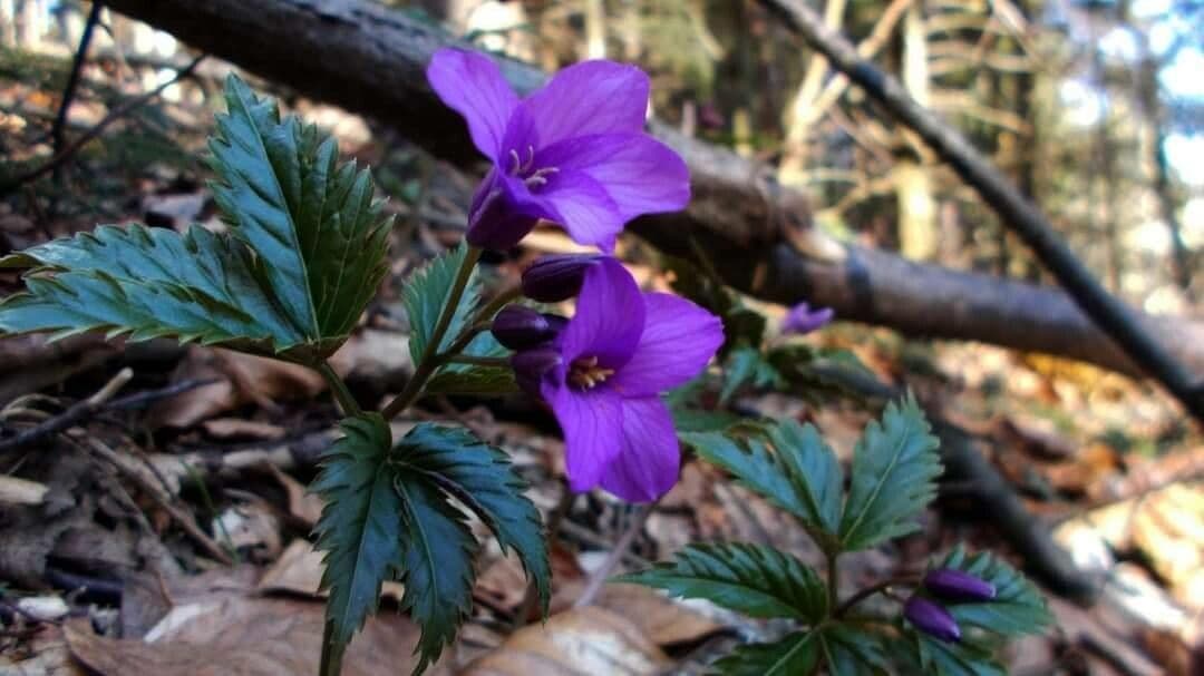 Cardamine 5