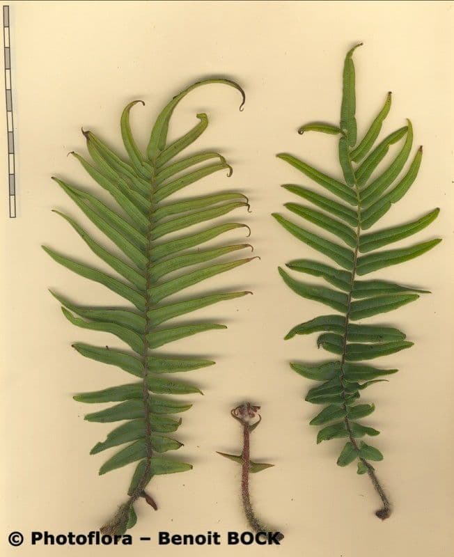 Pteris vittata 20