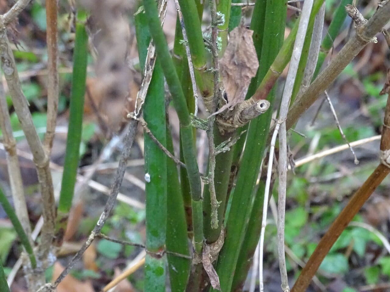 Leycesteria 25