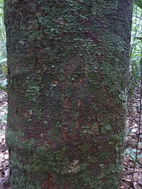Batocarpus 4
